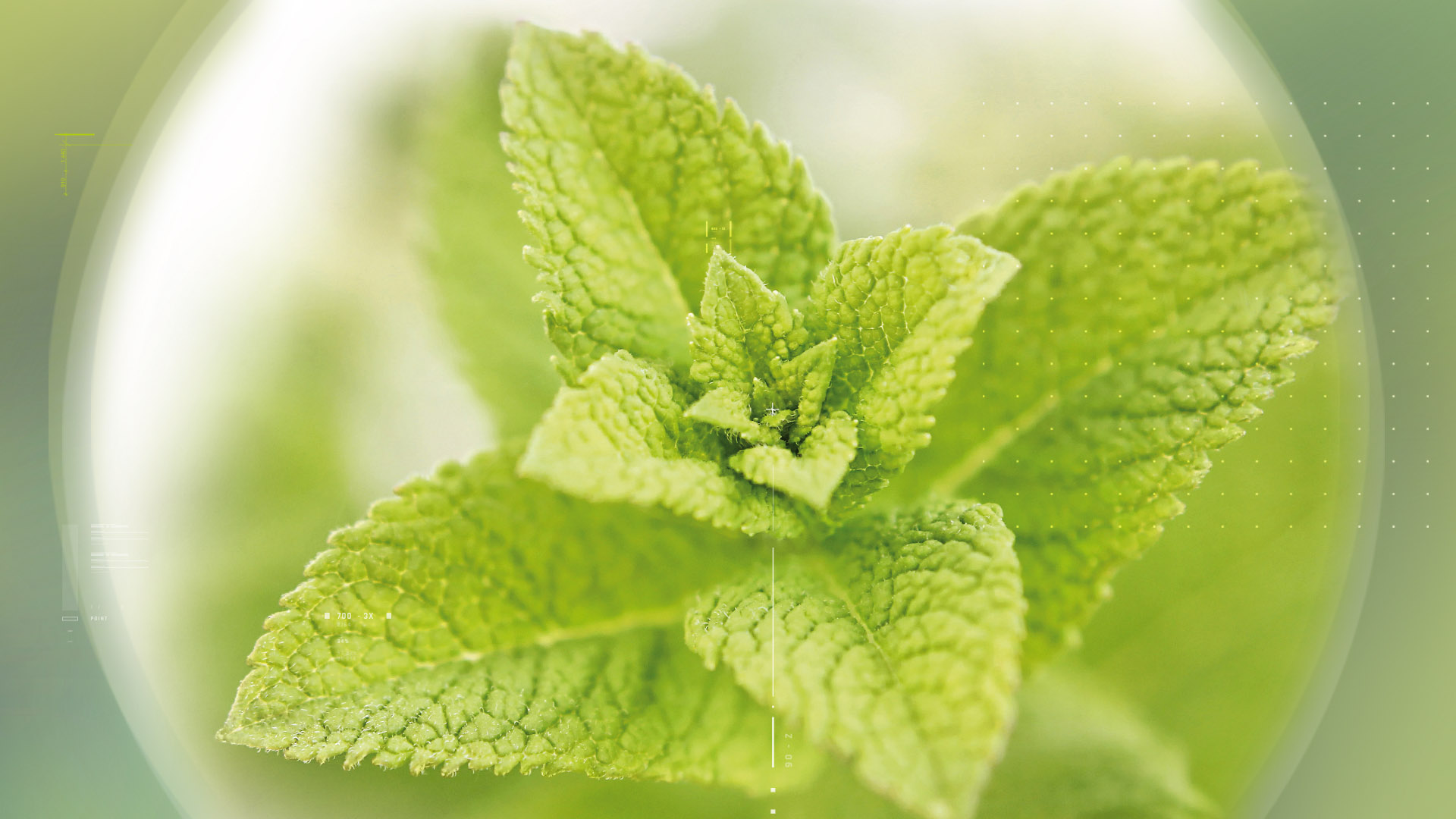 Lemon Balm