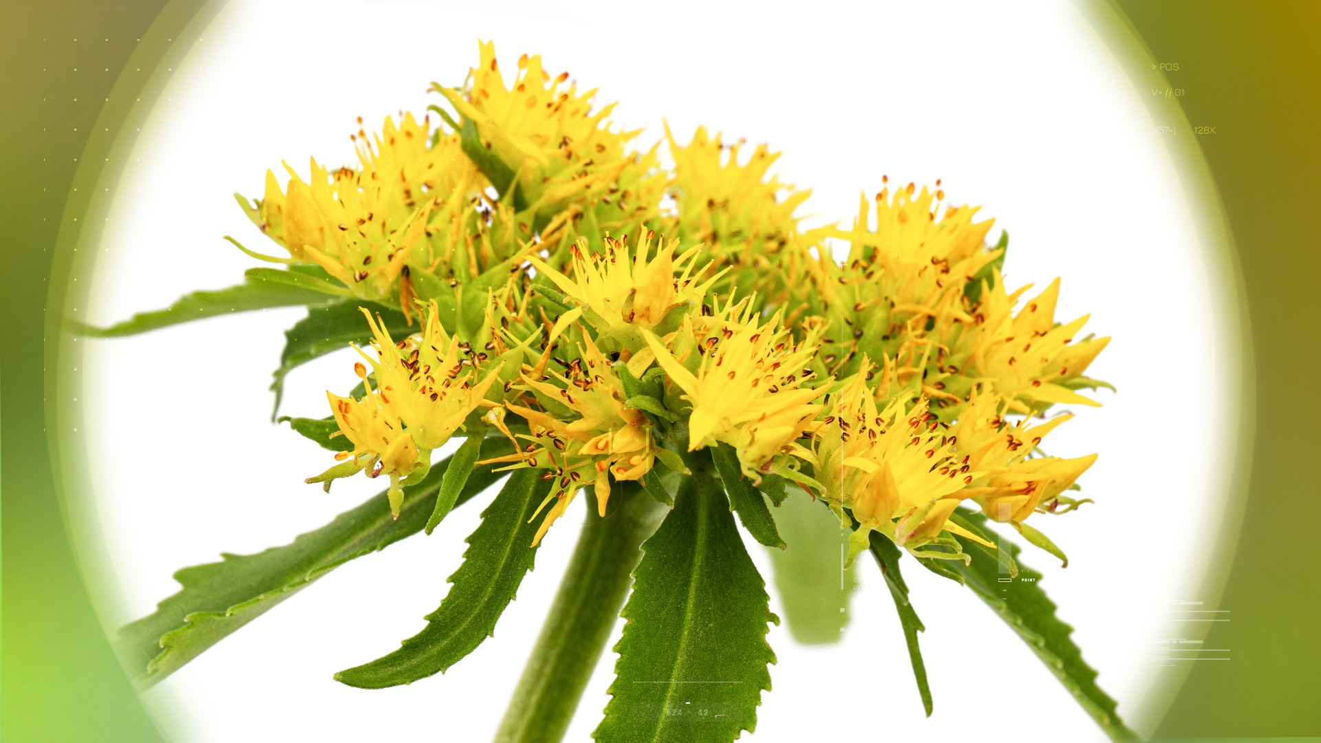 Rhodiola 5%